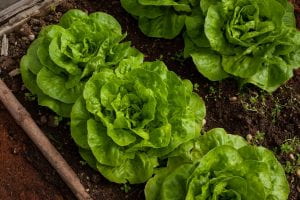 Close up of lettuce in a garden